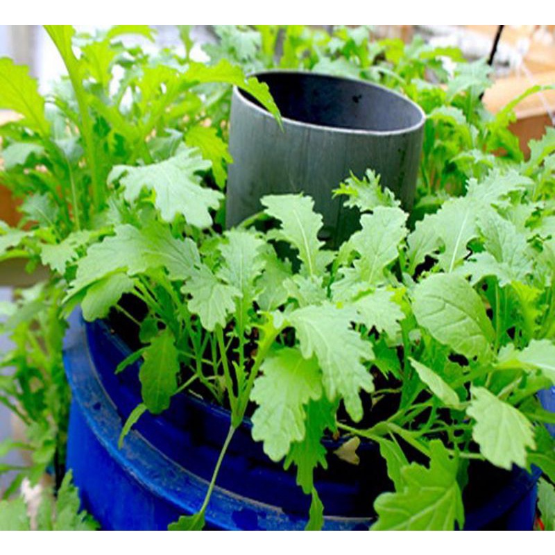 Hạt giống rau cải mèo thuần chủng túi 20gr