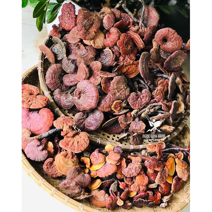 Nấm Lim Xanh Rừng Già DakLak 500gram