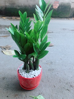 Chậu Kim Phát Tài