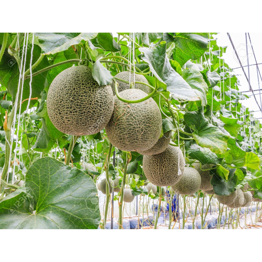 Hạt Giống Dưa Lưới F1 Sen Vàng 737 0.5g/Gói Sinh Trưởng Mạnh, Kháng Bệnh Tốt, Thịt Dày, Da Màu Xanh, Ăn Thơm Ngon Ngọt