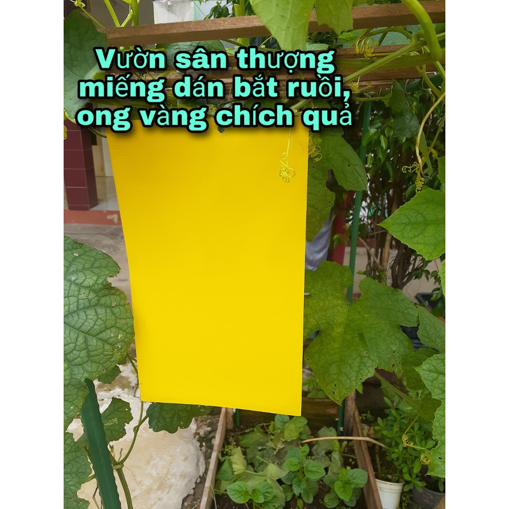 [ Kèm Dây Treo] Miếng Bẫy Dính Ruồi Vàng Và Các Loại Gây Hại Cho Cây 15*25 Cm 1 Miếng, An Toàn Tuyệt Đối