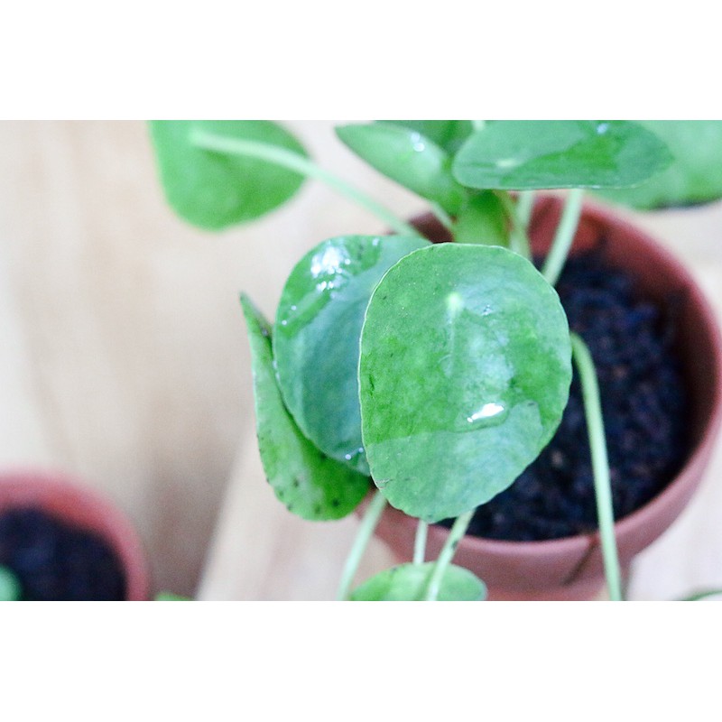 Cây Pilea Peperomioides (Chinese Money Plant, Cỏ Gương, Kim Tiền Trung Hoa, Đồng Tiền Trung Quốc) (Kèm chậu đất nung)