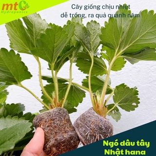 Combo 5 Ngó Dâu Tây Nhật Hana, chịu nhiệt tốt, quả ngọt