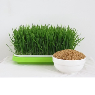 Hạt giống cỏ lúa mì hữu cơ - Cỏ lúa mì tiểu mạch thảo