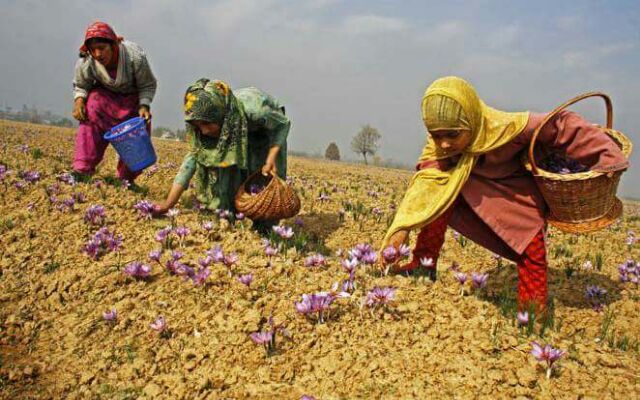 Saffron Tây Tạng