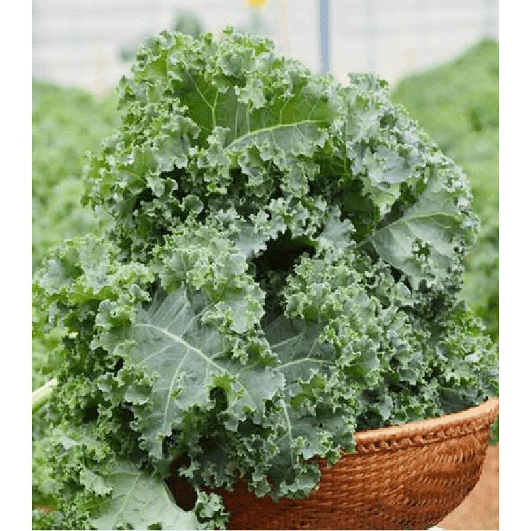 Hạt giống rau cải xoăn xanh- cải xoăn xanh Kale gói 0.5 gram
