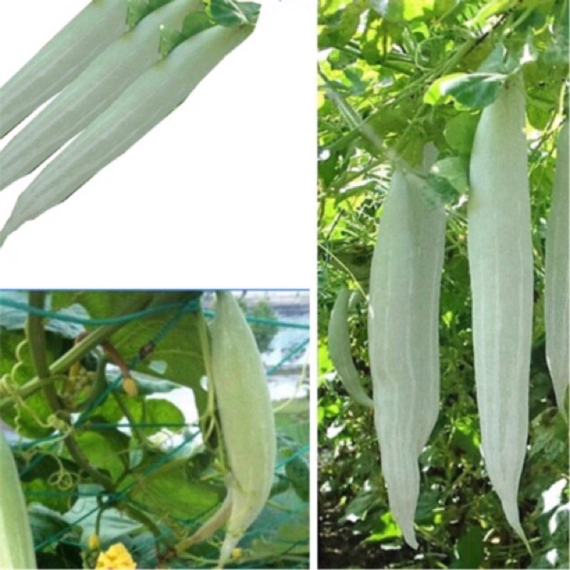 Hạt giống khổ qua Tây (lặc lày, mướp Nhật) chuẩn F1