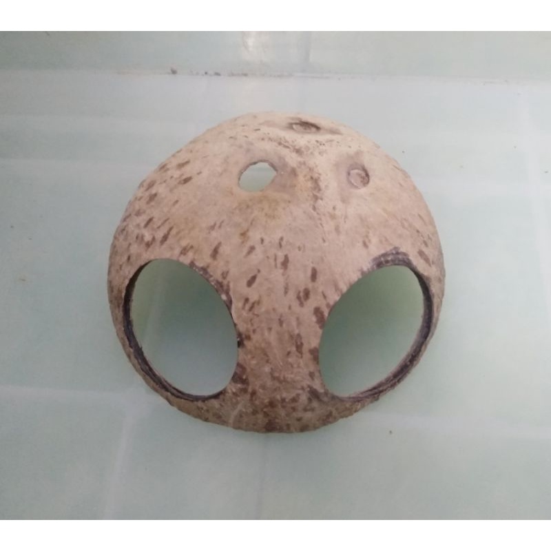 Thanh lí nhà ngủ hamster