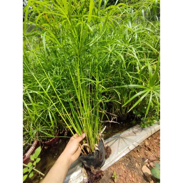 Cây thủy trúc