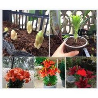 sản phẩm CỦ HOA LY LÙN