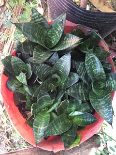 Lưỡi hổ xanh lùn (cây cảnh phong thủy)