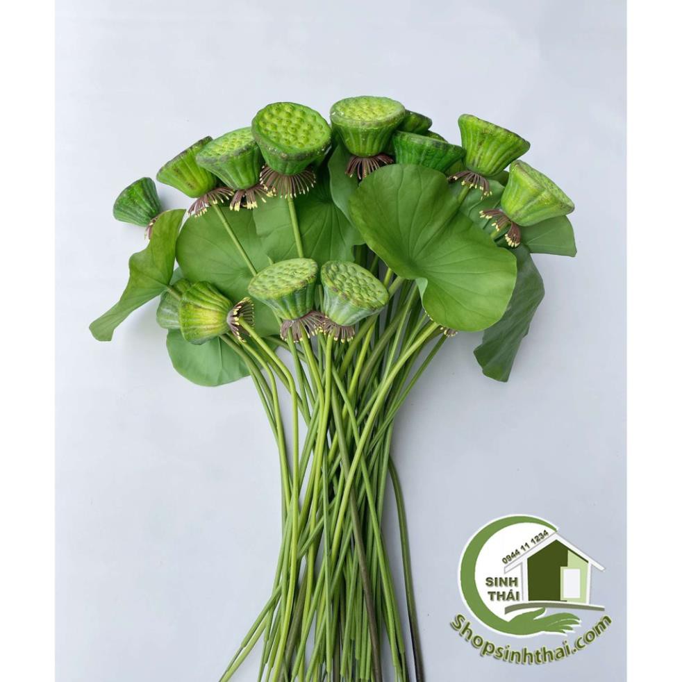 Lá sen, gương sen giả - cành gương lá sen giả cao cấp Thái Lan -  chọn cành