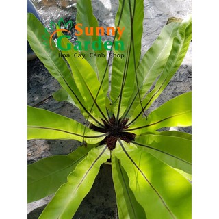 Cây Ráng Ổ Phụng ( Ổ Quạ)