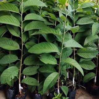 Cây Giống Na Sầu Riêng