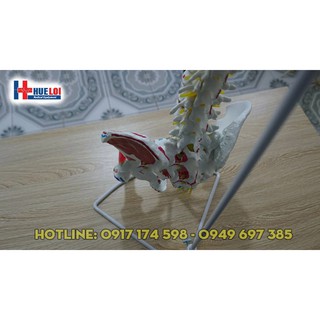 Mô hình xương cột sống 83 cm