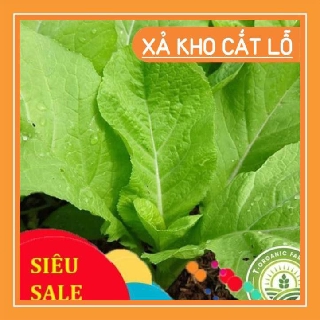 20 gam Hạt Giống Rau Cải Mơ Hoàng Mai chất lượng cao