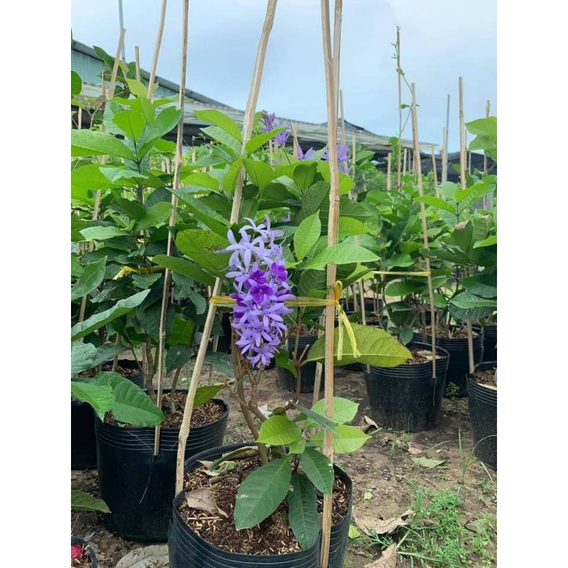 Cây Mai Xanh  hoa như hình