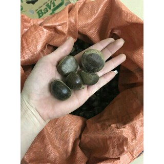 { FREE SHIP} Combo 5kg Hạt dẻ  bán LẺ giá SỈ