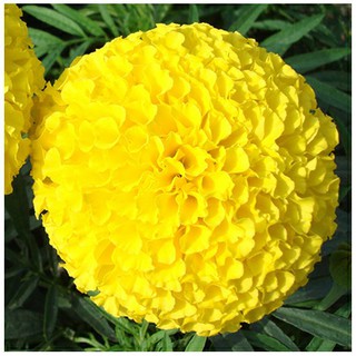 Hạt giống hoa vạn thọ NHẬP KHẢU Siêu bông, bông lớn (Cam - vàng chanh - nhiều màu)