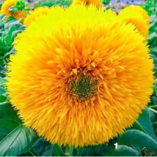 Hạt giống hoa hướng dương cánh kép (20 hạt)