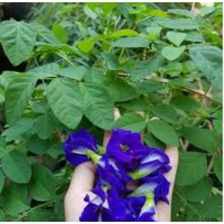 Hoa đậu biếc khô (50 g)