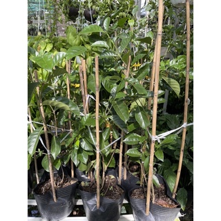 Chậu nhựa mềm Lài Hoa Vàng