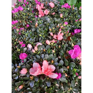 🌷🌱Hoa đỗ quyên 2 màu🌱🌷