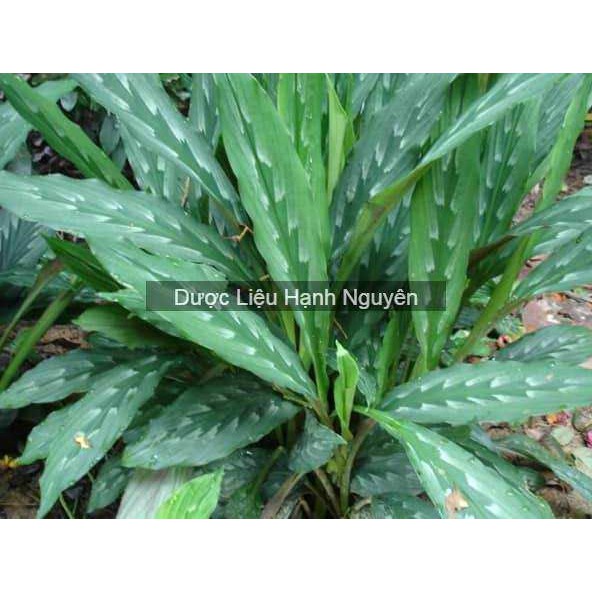 cây giống ngải hắc hổ