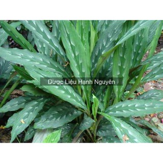 cây giống ngải hắc hổ