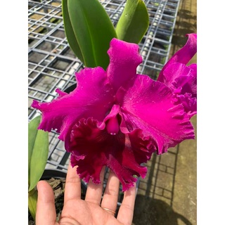 Hoa lan cattleya- chia lin- chậu trưởng thành