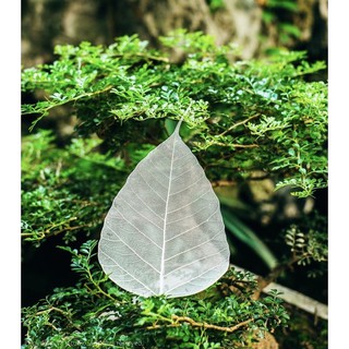 XƯƠNG LÁ BỒ ĐỀ