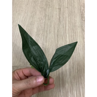 Lá hoa hồng, Lá Lyly.