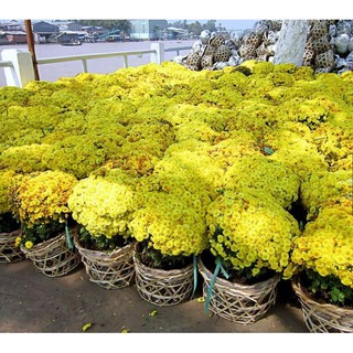 30 Hạt giống hoa Cúc mâm xôi