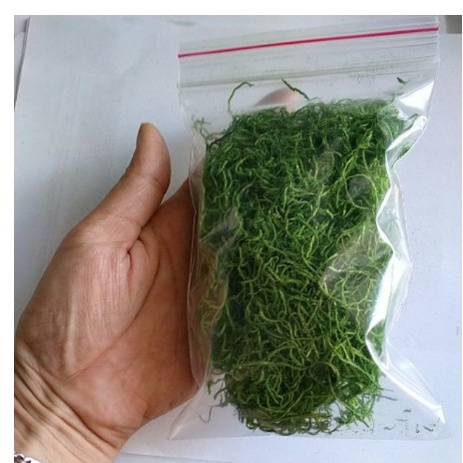 Rêu cỏ sợi giả, rêu bột làm mô hình , trang trí bon sai, tiểu cảnh