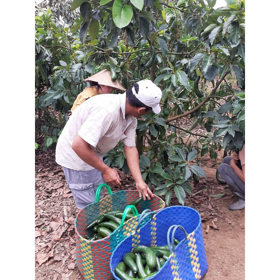 [SHIP HỎA TỐC HCM ] Combo 3kg Bơ 034 Đặc sản nhà trồng tại Di Linh Lâm Đồng béo ngọt