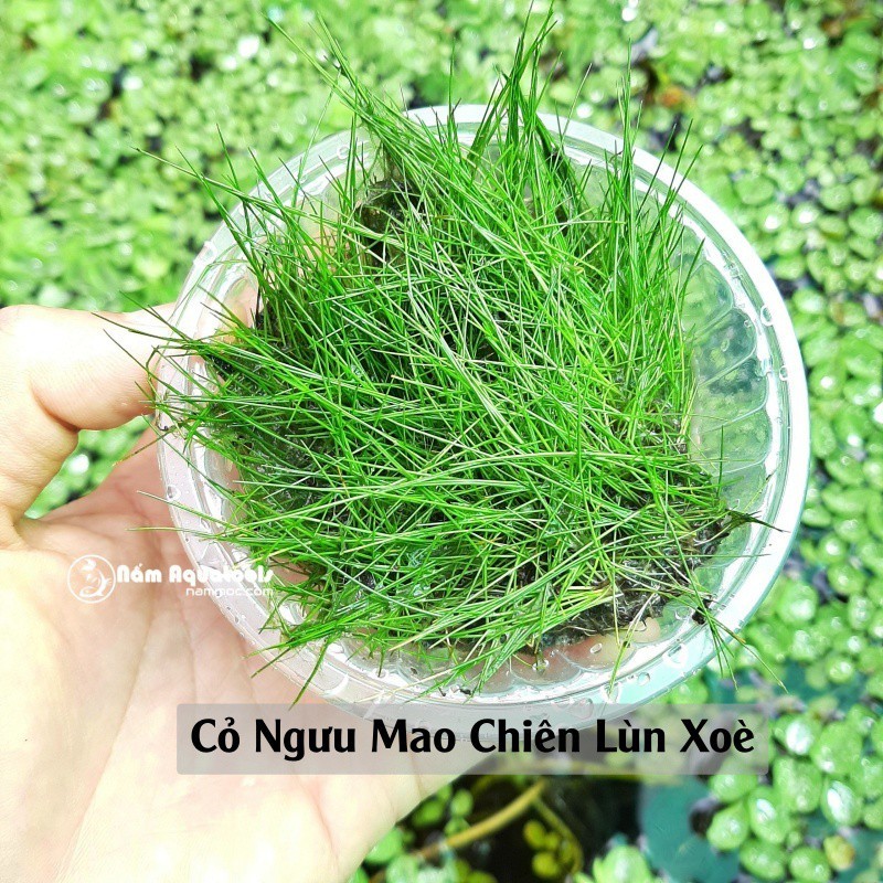 Cỏ Ngưu Mao Chiên Lùn Xoè - Cây thuỷ sinh trải nền