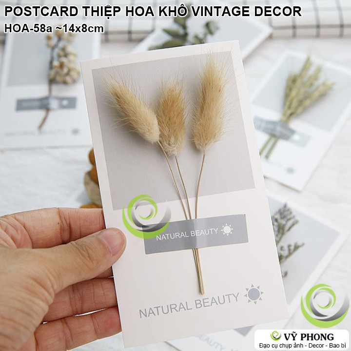 POSTCARD THIỆP HOA CỎ KHÔ VINTAGE DECOR NGHỆ THUẬT ĐẠO CỤ CHỤP ẢNH INS LOOKBOOK HOA-58