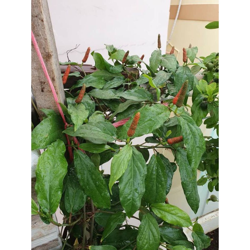 Chậu  tiêu lốp