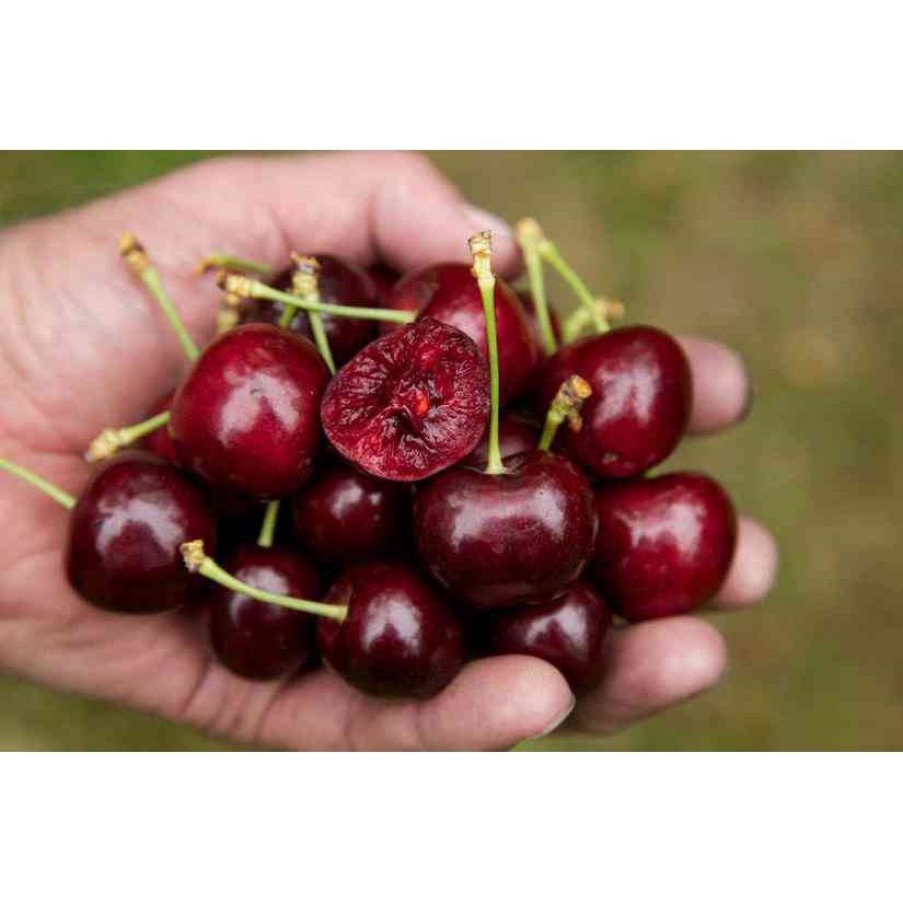 Sale 1K - Hạt Giống Qủa Anh Đào / Cherry (5 Hạt) -Thơm Ngon, Bổ Dưỡng, Giàu Vitamin - MUA 3 TẶNG 1 CÙNG LOẠI