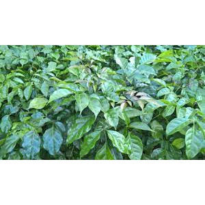 Cây giống Núc Nác Rừng