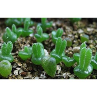 Hạt Giống Cây Tai Thỏ nhập khẩu-  chuyên dụng.