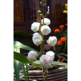 Cây bách thuỷ tiên thái thuỷ sinh - bách thuỷ tiên kép - 1 cây chiế