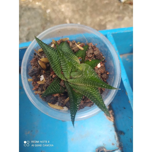 Cây sen đá móng rồng xoáy