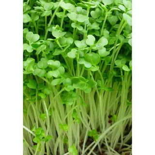 Hạt Giống mầm củ cải trắng 1kg
