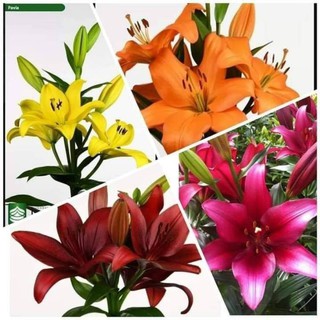 combo 20 củ hoa ly lùn nhiều màu 30_35 ngày ra hoa