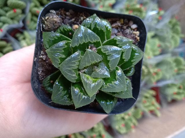 Haworthia các loại