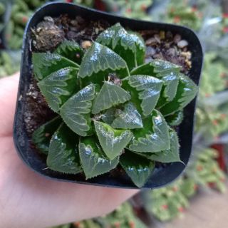 Haworthia các loại