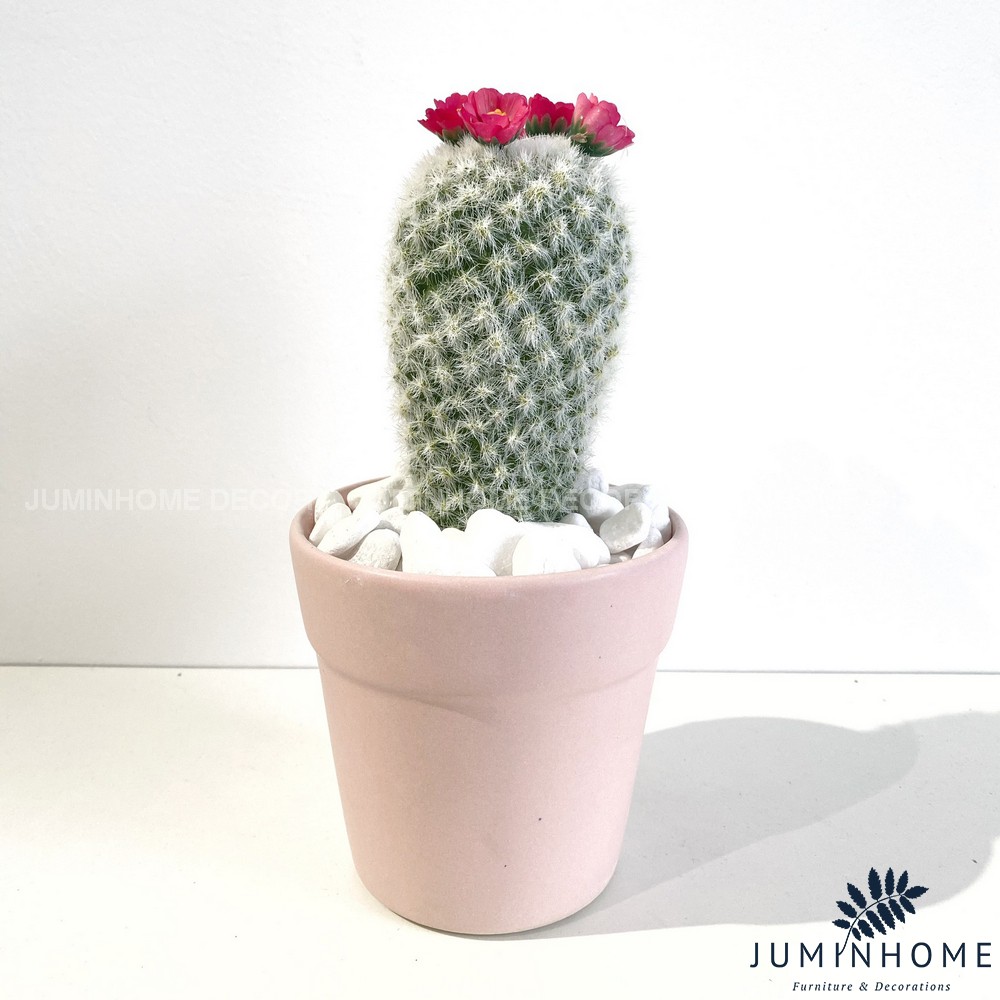 Cây xương rồng mini không kèm chậu - Trang trí kệ, tiểu cảnh