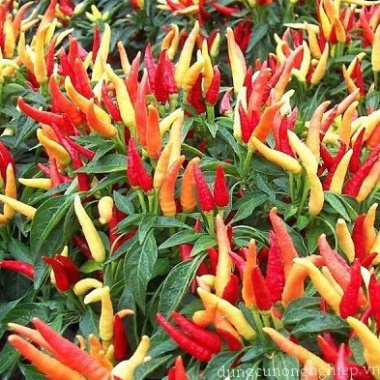 Hạt giống ớt chỉ thiên (gói 60 hạt, tặng kèm phân)