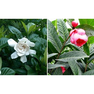 cây hải đường trắng nhỏ